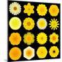 Big Collection of Various Yellow Pattern Flowers-tr3gi-Mounted Art Print