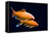 Big Colorful Koi Carp-yuyang-Framed Stretched Canvas