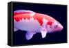 Big Colorful Koi Carp-yuyang-Framed Stretched Canvas