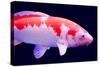 Big Colorful Koi Carp-yuyang-Stretched Canvas