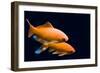 Big Colorful Koi Carp-yuyang-Framed Photographic Print