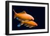 Big Colorful Koi Carp-yuyang-Framed Photographic Print