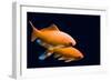 Big Colorful Koi Carp-yuyang-Framed Photographic Print