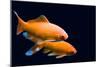 Big Colorful Koi Carp-yuyang-Mounted Photographic Print