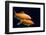 Big Colorful Koi Carp-yuyang-Framed Photographic Print