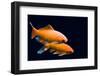 Big Colorful Koi Carp-yuyang-Framed Photographic Print