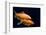 Big Colorful Koi Carp-yuyang-Framed Photographic Print