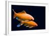 Big Colorful Koi Carp-yuyang-Framed Photographic Print