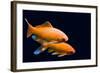 Big Colorful Koi Carp-yuyang-Framed Photographic Print