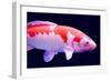 Big Colorful Koi Carp-yuyang-Framed Photographic Print