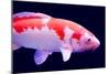 Big Colorful Koi Carp-yuyang-Mounted Photographic Print