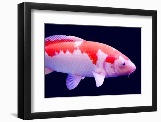 Big Colorful Koi Carp-yuyang-Framed Photographic Print