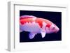 Big Colorful Koi Carp-yuyang-Framed Photographic Print