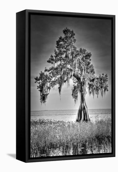 Big Cypress-Dennis Goodman-Framed Stretched Canvas