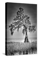 Big Cypress-Dennis Goodman-Stretched Canvas