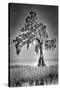 Big Cypress-Dennis Goodman-Stretched Canvas