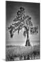 Big Cypress-Dennis Goodman-Mounted Premium Photographic Print