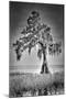 Big Cypress-Dennis Goodman-Mounted Photographic Print