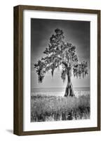 Big Cypress-Dennis Goodman-Framed Photographic Print