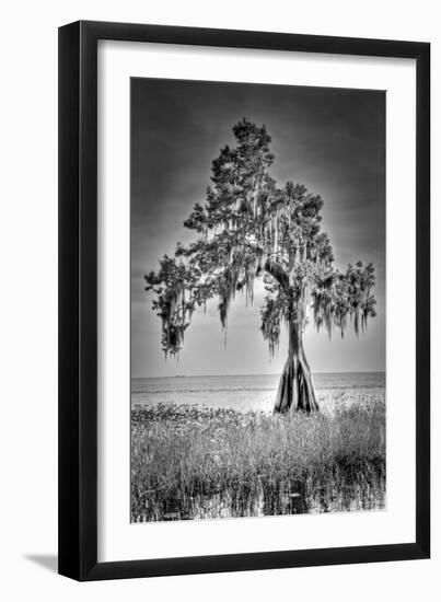 Big Cypress-Dennis Goodman-Framed Photographic Print