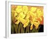 Big Daffodils-John Newcomb-Framed Giclee Print