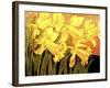 Big Daffodils-John Newcomb-Framed Giclee Print