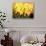 Big Daffodils-John Newcomb-Stretched Canvas displayed on a wall