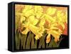 Big Daffodils-John Newcomb-Framed Stretched Canvas