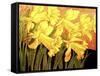 Big Daffodils-John Newcomb-Framed Stretched Canvas