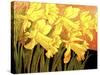 Big Daffodils-John Newcomb-Stretched Canvas