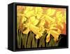 Big Daffodils-John Newcomb-Framed Stretched Canvas