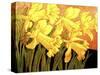 Big Daffodils-John Newcomb-Stretched Canvas