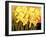 Big Daffodils-John Newcomb-Framed Giclee Print