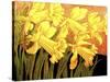 Big Daffodils-John Newcomb-Stretched Canvas