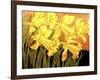 Big Daffodils-John Newcomb-Framed Giclee Print