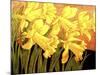 Big Daffodils-John Newcomb-Mounted Giclee Print