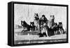 Big Delta, Alaska - Mary Hansen and Siberian Huskies-Lantern Press-Framed Stretched Canvas