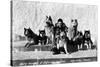 Big Delta, Alaska - Mary Hansen and Siberian Huskies-Lantern Press-Stretched Canvas