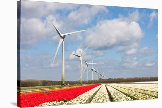 Big Dutch Colorful Tulip Fields with Wind Turbines-kruwt-Stretched Canvas