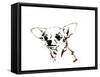 Big Ears the Chihuahua, 2012-Jo Chambers-Framed Stretched Canvas