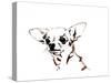 Big Ears the Chihuahua, 2012-Jo Chambers-Stretched Canvas