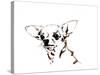 Big Ears the Chihuahua, 2012-Jo Chambers-Stretched Canvas