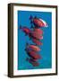 Big-Eye Fish (Priacanthus Hamrur). Egypt, Red Sea-Georgette Douwma-Framed Photographic Print