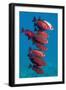 Big-Eye Fish (Priacanthus Hamrur). Egypt, Red Sea-Georgette Douwma-Framed Photographic Print