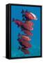Big-Eye Fish (Priacanthus Hamrur). Egypt, Red Sea-Georgette Douwma-Framed Stretched Canvas