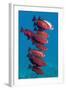 Big-Eye Fish (Priacanthus Hamrur). Egypt, Red Sea-Georgette Douwma-Framed Photographic Print