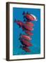 Big-Eye Fish (Priacanthus Hamrur). Egypt, Red Sea-Georgette Douwma-Framed Photographic Print