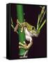 Big Eye Tree Frog, Native to Tanzania-David Northcott-Framed Stretched Canvas