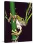 Big Eye Tree Frog, Native to Tanzania-David Northcott-Stretched Canvas