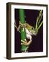 Big Eye Tree Frog, Native to Tanzania-David Northcott-Framed Photographic Print